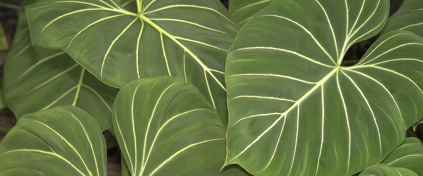 Botânica de Interiores